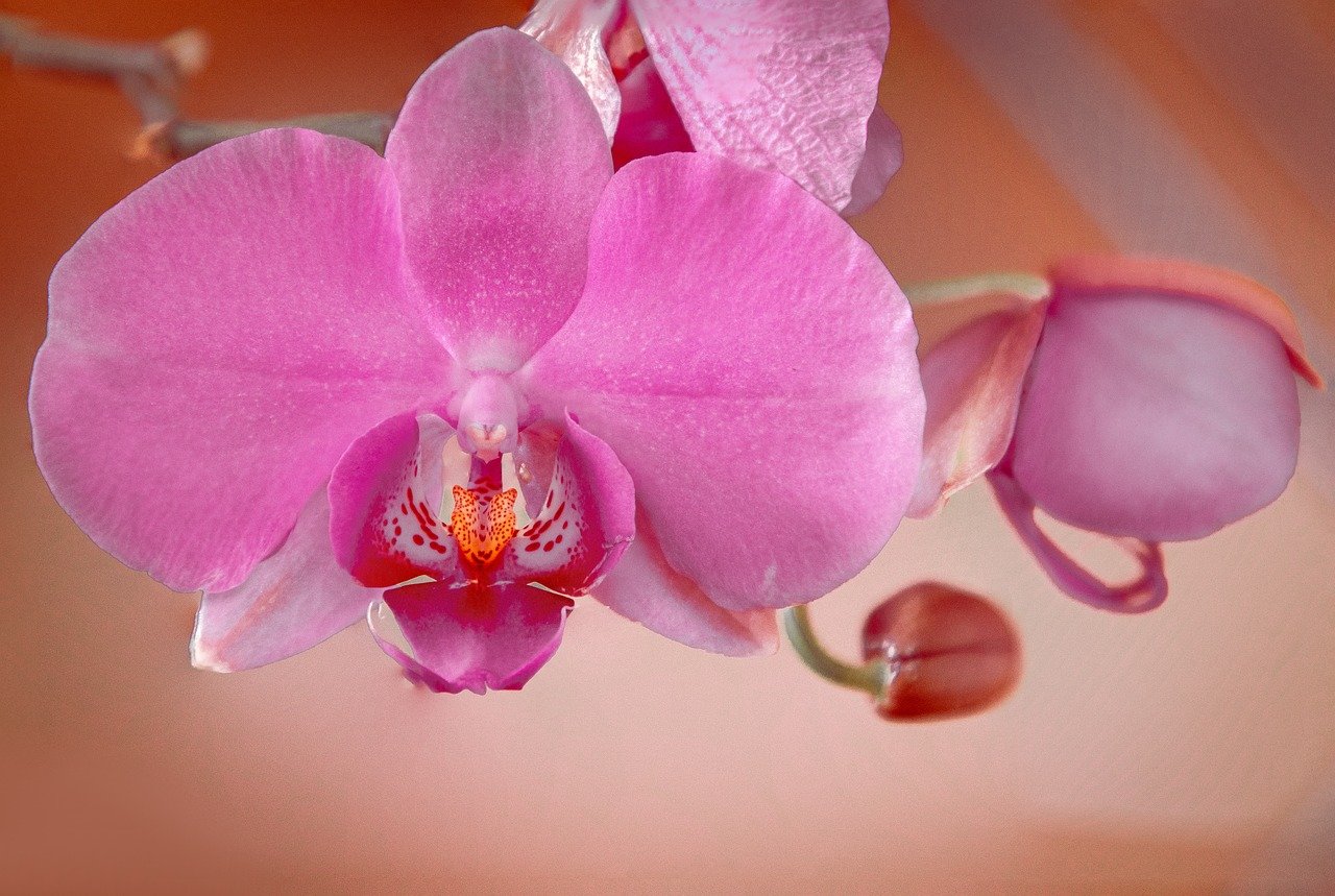 The Affectionate Nature of the Peruvian Inca Orchid